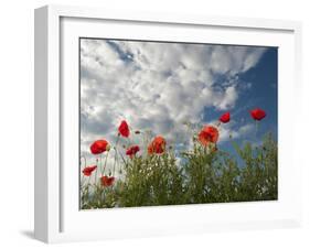 Common Poppy (Papaver Rhoeas) Flowers, France, May 2009-Benvie-Framed Photographic Print