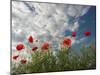 Common Poppy (Papaver Rhoeas) Flowers, France, May 2009-Benvie-Mounted Photographic Print