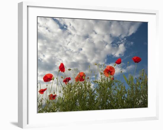 Common Poppy (Papaver Rhoeas) Flowers, France, May 2009-Benvie-Framed Photographic Print