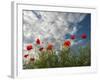 Common Poppy (Papaver Rhoeas) Flowers, France, May 2009-Benvie-Framed Photographic Print