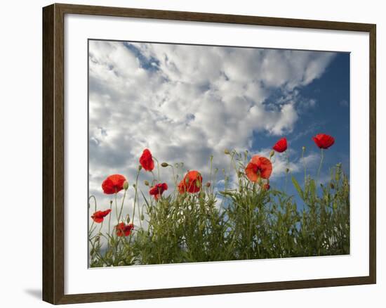 Common Poppy (Papaver Rhoeas) Flowers, France, May 2009-Benvie-Framed Photographic Print