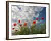 Common Poppy (Papaver Rhoeas) Flowers, France, May 2009-Benvie-Framed Photographic Print