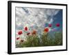 Common Poppy (Papaver Rhoeas) Flowers, France, May 2009-Benvie-Framed Photographic Print