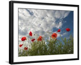 Common Poppy (Papaver Rhoeas) Flowers, France, May 2009-Benvie-Framed Photographic Print