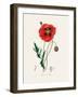 Common Poppy (Papaver Rhoeas) Medical Botany-John Stephenson and James Morss Churchill-Framed Photographic Print