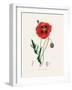 Common Poppy (Papaver Rhoeas) Medical Botany-John Stephenson and James Morss Churchill-Framed Photographic Print