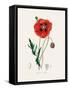 Common Poppy (Papaver Rhoeas) Medical Botany-John Stephenson and James Morss Churchill-Framed Stretched Canvas