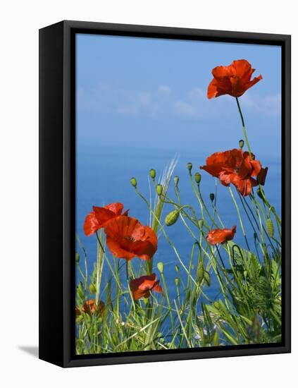 Common Poppy (Papaver Rhoeas)-Bob Gibbons-Framed Stretched Canvas
