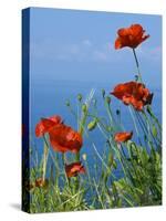 Common Poppy (Papaver Rhoeas)-Bob Gibbons-Stretched Canvas