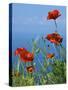 Common Poppy (Papaver Rhoeas)-Bob Gibbons-Stretched Canvas