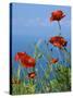 Common Poppy (Papaver Rhoeas)-Bob Gibbons-Stretched Canvas