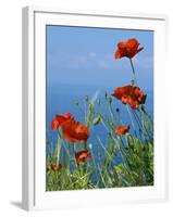 Common Poppy (Papaver Rhoeas)-Bob Gibbons-Framed Photographic Print