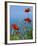 Common Poppy (Papaver Rhoeas)-Bob Gibbons-Framed Photographic Print