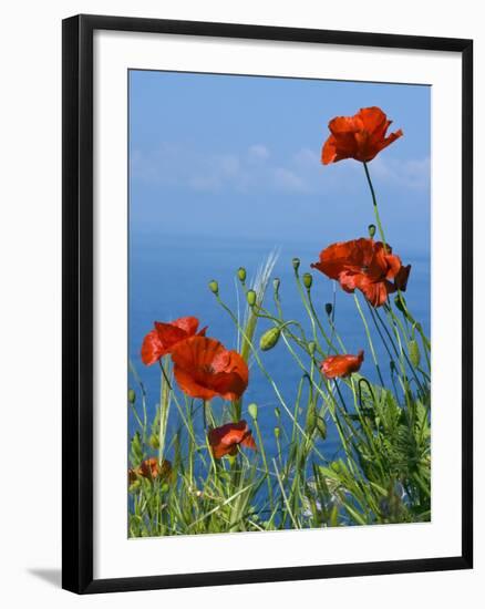 Common Poppy (Papaver Rhoeas)-Bob Gibbons-Framed Photographic Print