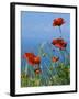 Common Poppy (Papaver Rhoeas)-Bob Gibbons-Framed Photographic Print