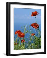 Common Poppy (Papaver Rhoeas)-Bob Gibbons-Framed Photographic Print