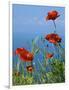 Common Poppy (Papaver Rhoeas)-Bob Gibbons-Framed Photographic Print