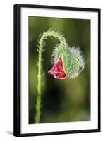 Common Poppy-null-Framed Photographic Print