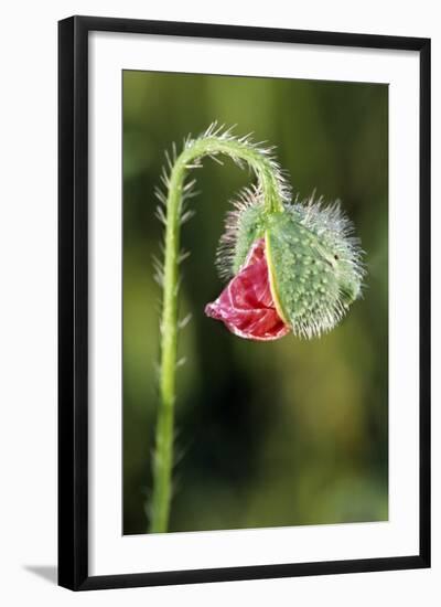 Common Poppy-null-Framed Photographic Print