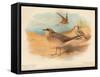 Common Pratincole (Glareola pratincola), Sociable Lapwing (Vanellus gregarius), 1900, (1900)-Charles Whymper-Framed Stretched Canvas