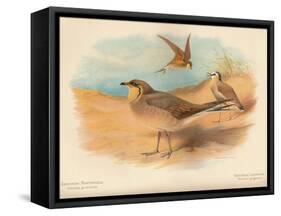 Common Pratincole (Glareola pratincola), Sociable Lapwing (Vanellus gregarius), 1900, (1900)-Charles Whymper-Framed Stretched Canvas