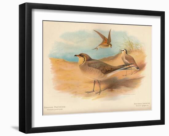 Common Pratincole (Glareola pratincola), Sociable Lapwing (Vanellus gregarius), 1900, (1900)-Charles Whymper-Framed Giclee Print