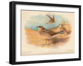 Common Pratincole (Glareola pratincola), Sociable Lapwing (Vanellus gregarius), 1900, (1900)-Charles Whymper-Framed Giclee Print