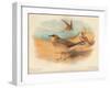 Common Pratincole (Glareola pratincola), Sociable Lapwing (Vanellus gregarius), 1900, (1900)-Charles Whymper-Framed Giclee Print