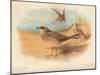 Common Pratincole (Glareola pratincola), Sociable Lapwing (Vanellus gregarius), 1900, (1900)-Charles Whymper-Mounted Giclee Print