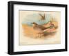 Common Pratincole (Glareola pratincola), Sociable Lapwing (Vanellus gregarius), 1900, (1900)-Charles Whymper-Framed Giclee Print