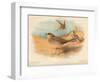 Common Pratincole (Glareola pratincola), Sociable Lapwing (Vanellus gregarius), 1900, (1900)-Charles Whymper-Framed Giclee Print