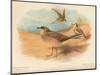 Common Pratincole (Glareola pratincola), Sociable Lapwing (Vanellus gregarius), 1900, (1900)-Charles Whymper-Mounted Giclee Print