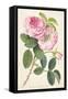 Common Provence Rose-Georg Dionysius Ehret-Framed Stretched Canvas