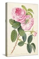 Common Provence Rose-Georg Dionysius Ehret-Stretched Canvas