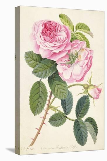 Common Provence Rose-Georg Dionysius Ehret-Stretched Canvas