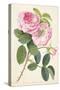 Common Provence Rose-Georg Dionysius Ehret-Stretched Canvas