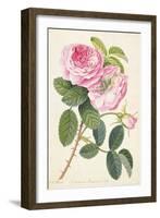 Common Provence Rose-Georg Dionysius Ehret-Framed Giclee Print