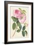Common Provence Rose-Georg Dionysius Ehret-Framed Giclee Print