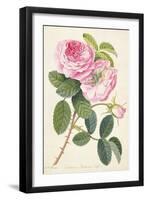 Common Provence Rose-Georg Dionysius Ehret-Framed Giclee Print