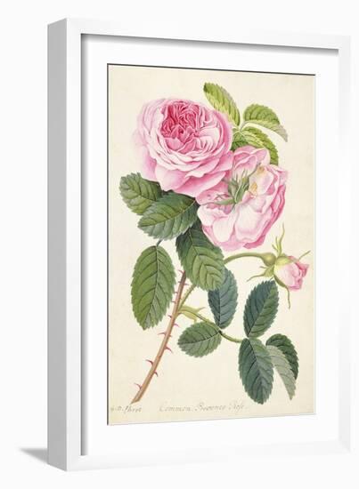 Common Provence Rose-Georg Dionysius Ehret-Framed Giclee Print