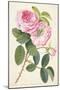 Common Provence Rose-Georg Dionysius Ehret-Mounted Giclee Print