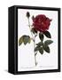 Common Provins Rose-Pierre Joseph Redoute-Framed Stretched Canvas