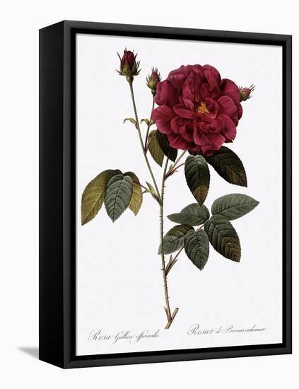 Common Provins Rose-Pierre Joseph Redoute-Framed Stretched Canvas
