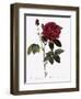 Common Provins Rose-Pierre Joseph Redoute-Framed Giclee Print