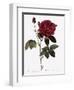 Common Provins Rose-Pierre Joseph Redoute-Framed Giclee Print