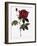 Common Provins Rose-Pierre Joseph Redoute-Framed Giclee Print