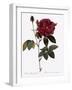 Common Provins Rose-Pierre Joseph Redoute-Framed Giclee Print