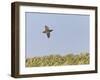 Common Quail (Coturnix Coturnix) Flying over Field, Spain, May-Markus Varesvuo-Framed Photographic Print