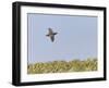 Common Quail (Coturnix Coturnix) Flying over Field, Spain, May-Markus Varesvuo-Framed Photographic Print