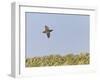 Common Quail (Coturnix Coturnix) Flying over Field, Spain, May-Markus Varesvuo-Framed Photographic Print